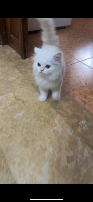Chaton persan angora turc