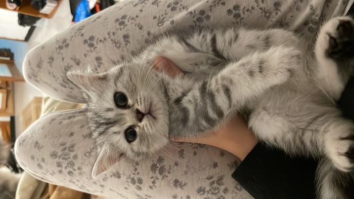 Chaton scottish straight