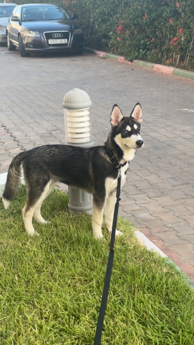 Chiot husky mâle