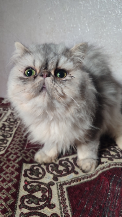 Femelle persan chinchilla