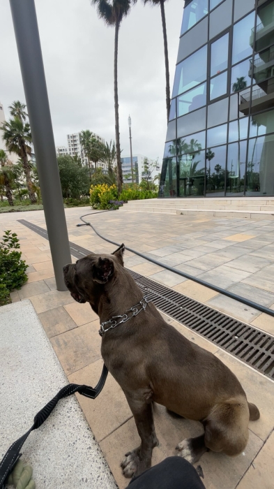 Cane corso gris femelle