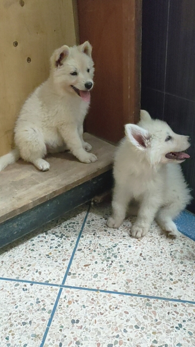 Berger blanc suisse