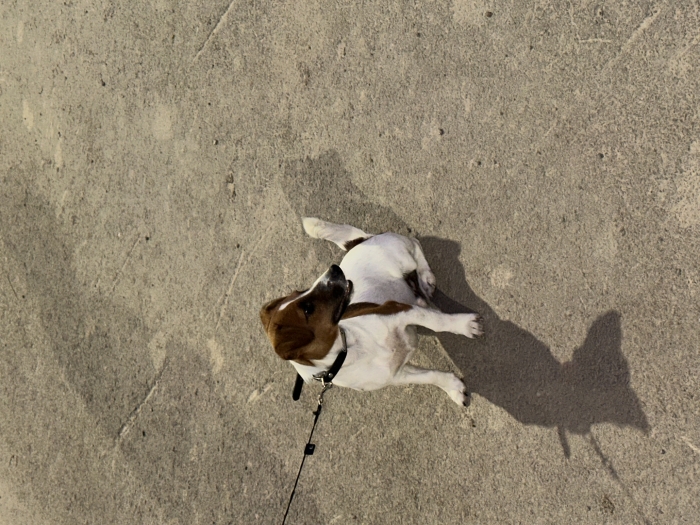 Jack russell
