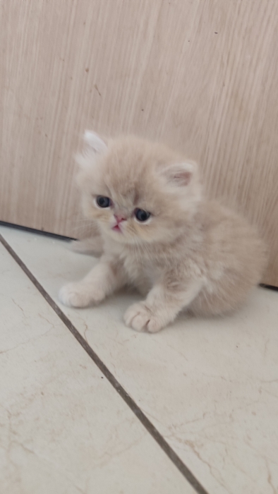 Chaton Mâle persan crèmé