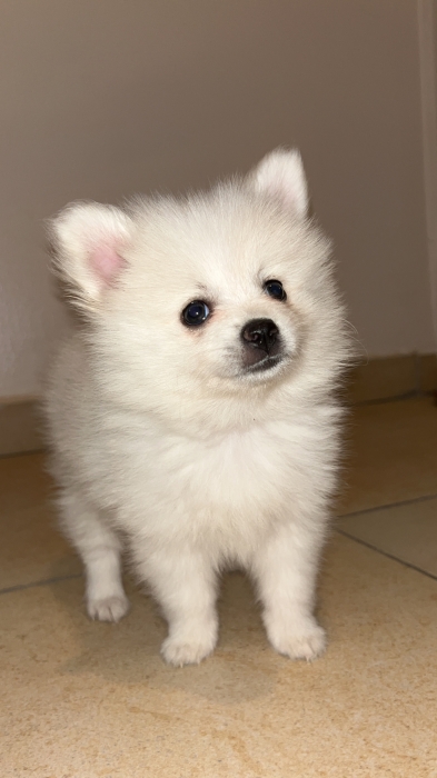 Vente spitz