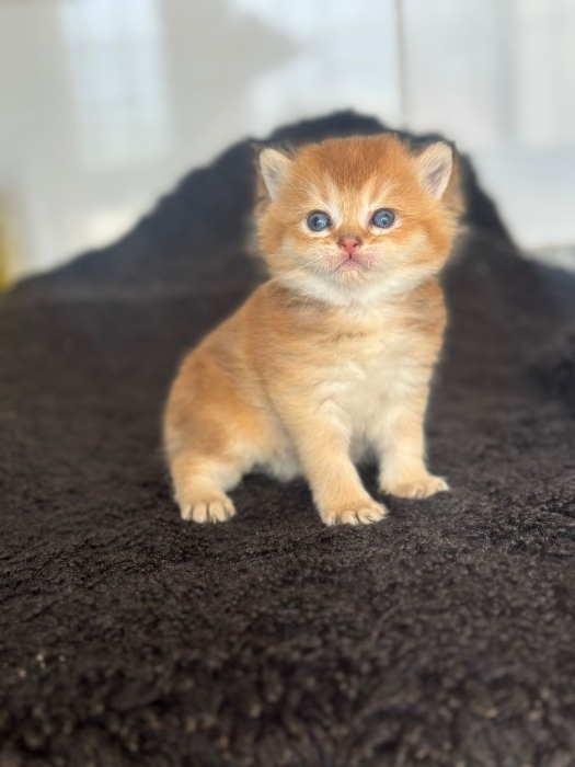 British shorthair