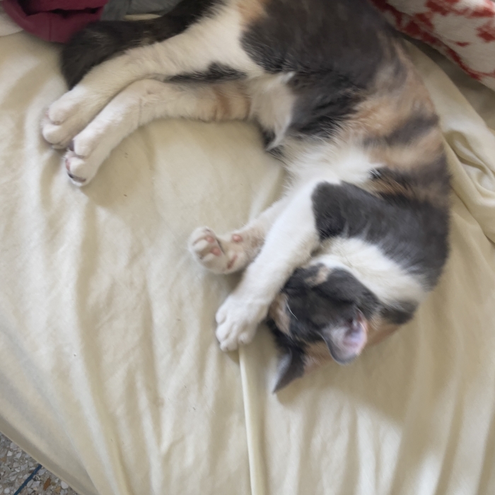 Une chat adoptée