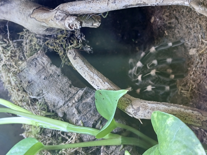 Tarantula
