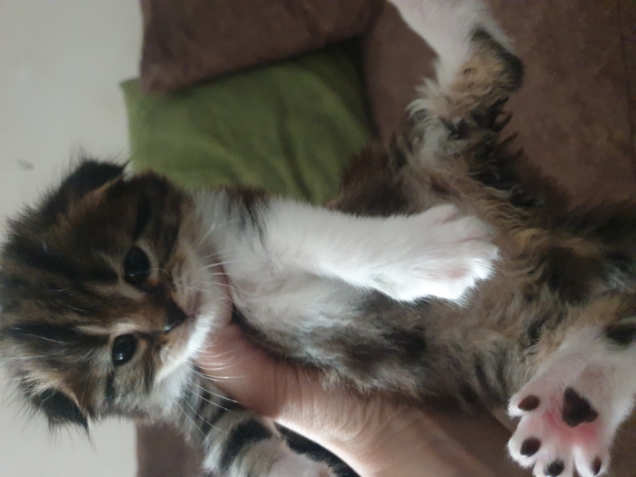 scottish fold