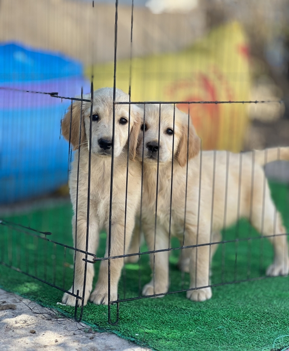 Golden Retriever