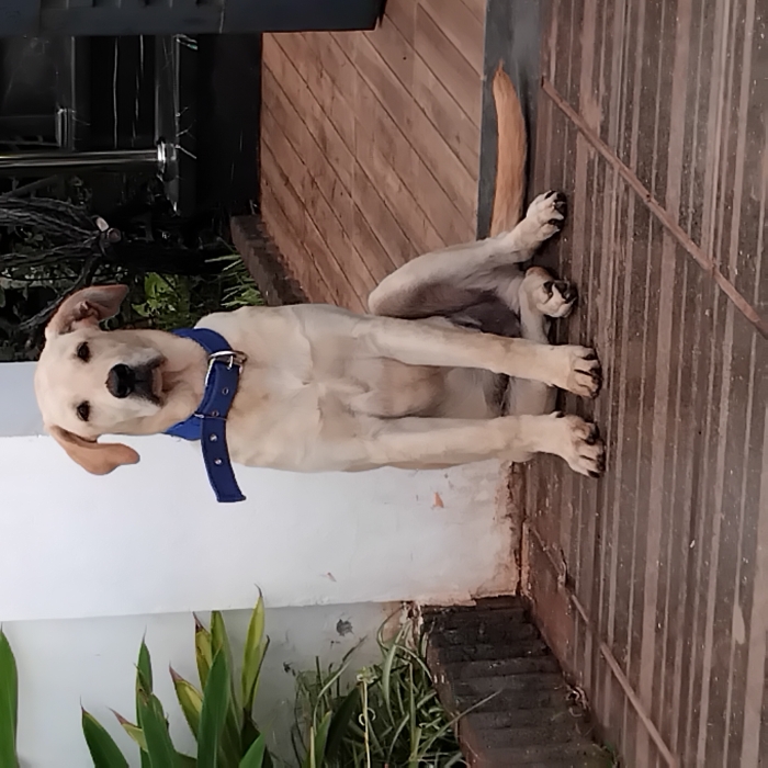 Labrador mal