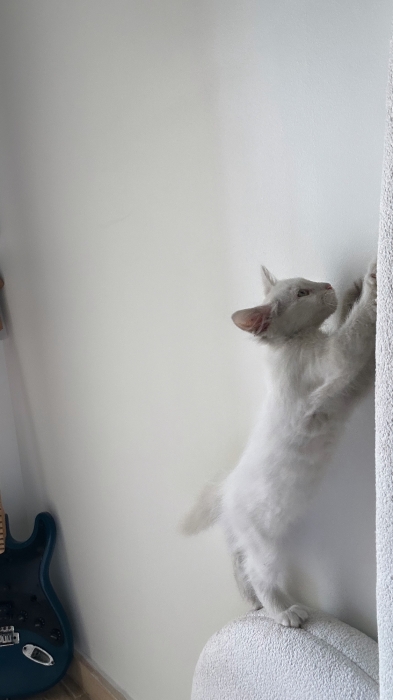 Chat Angora