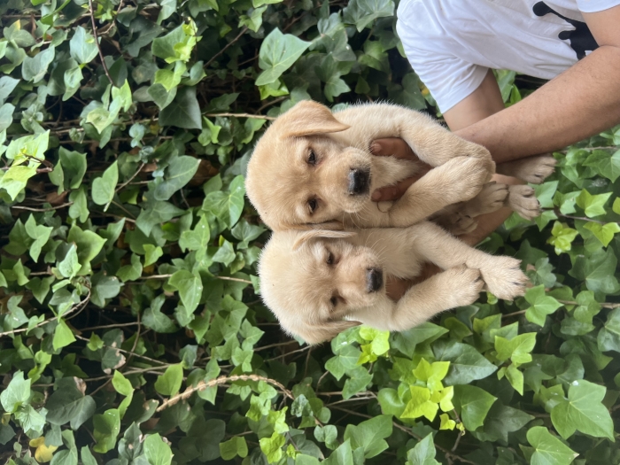 Labrador
