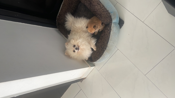 pomeranian