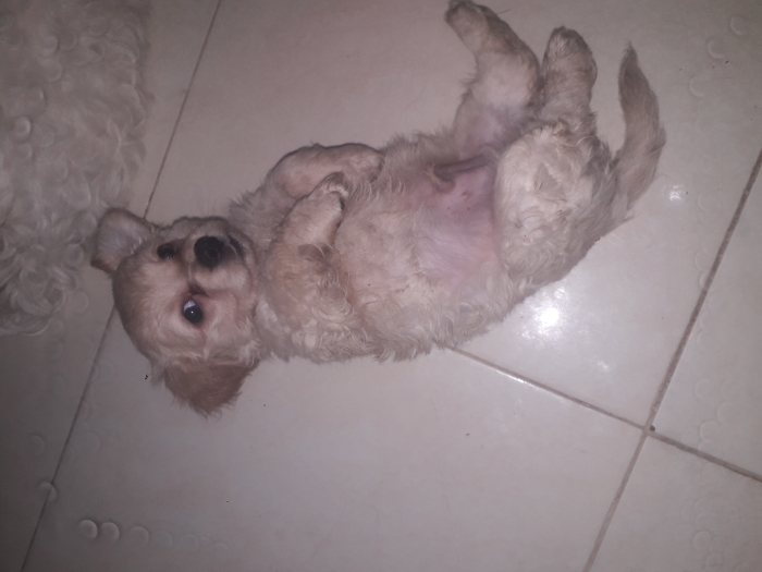 Bichon maltais havanais
