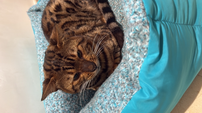 Bengal