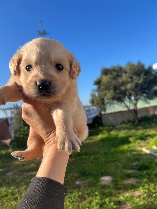 Golden retriever