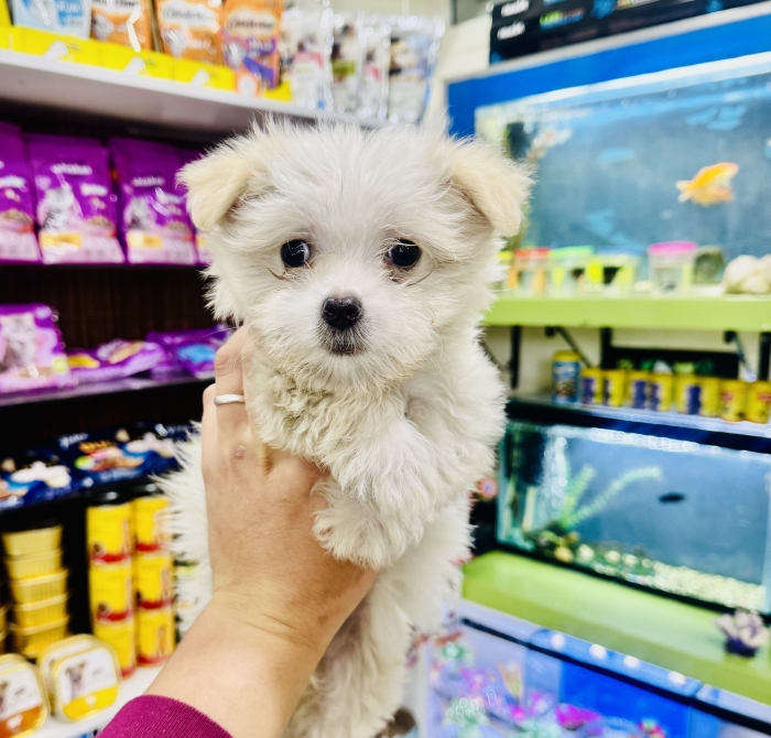 Bichon maltais nain