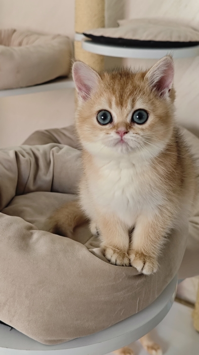 British shorthair