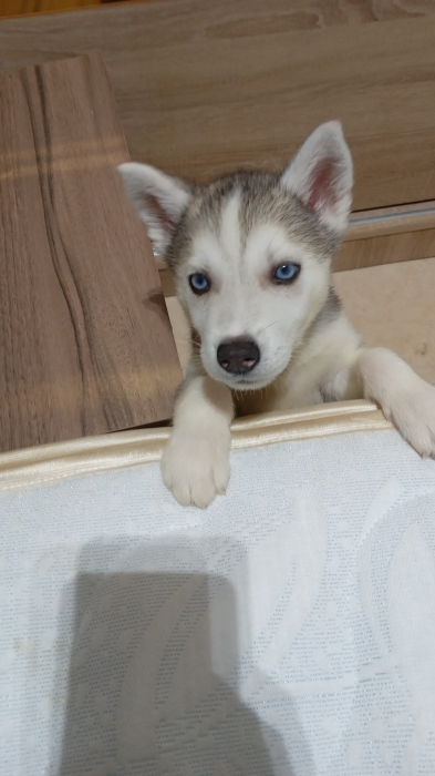 siberian husky