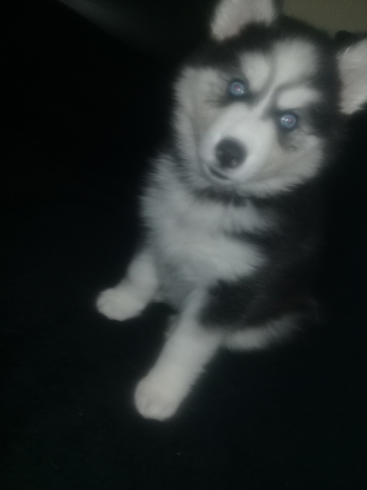 husky siberian