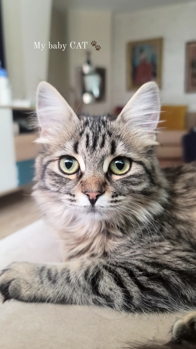 Chatte norvégienne pour adoption