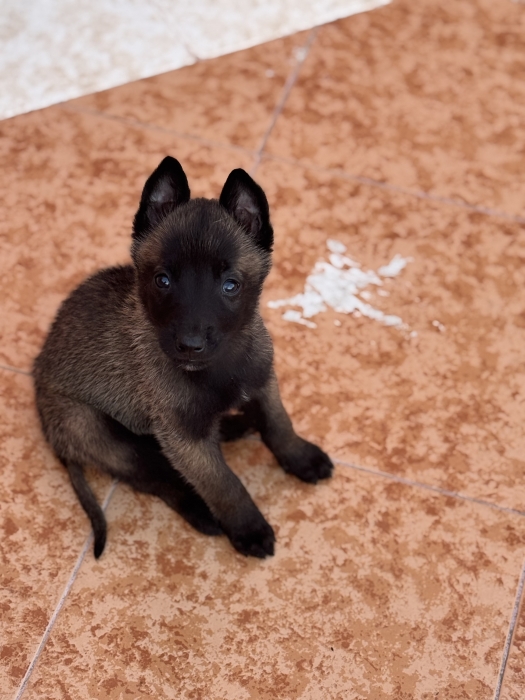 Malinois