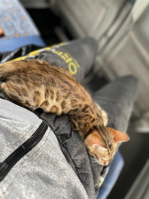 bengal bébé