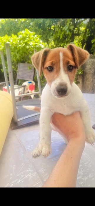 Jack russell