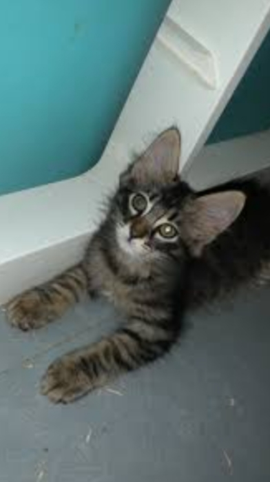 chat tigré poil long