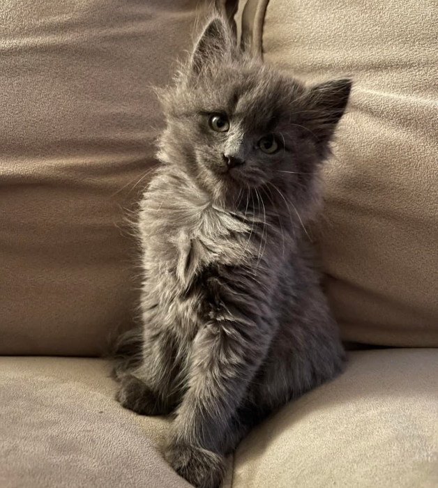 Norvégien Chaton
