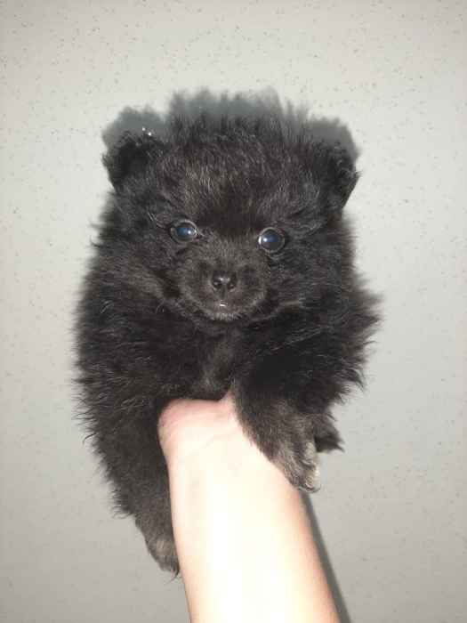 Spitz polimarianian puppies