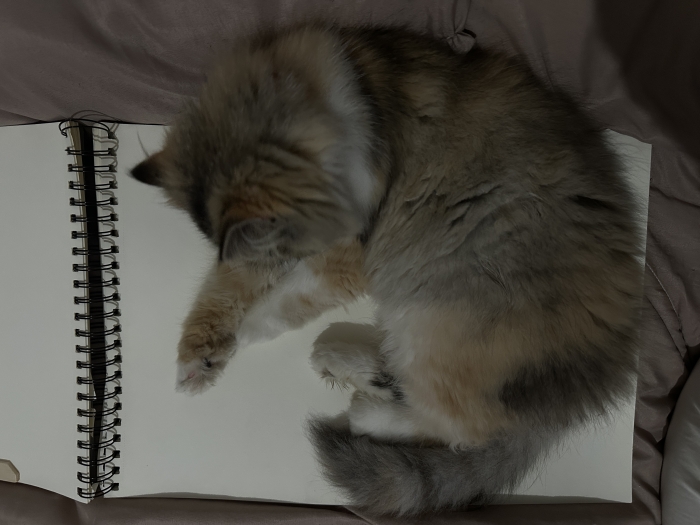 Persan chatte