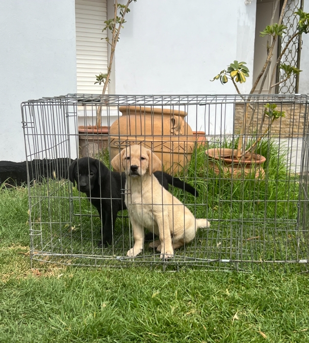 Labrador 🐾