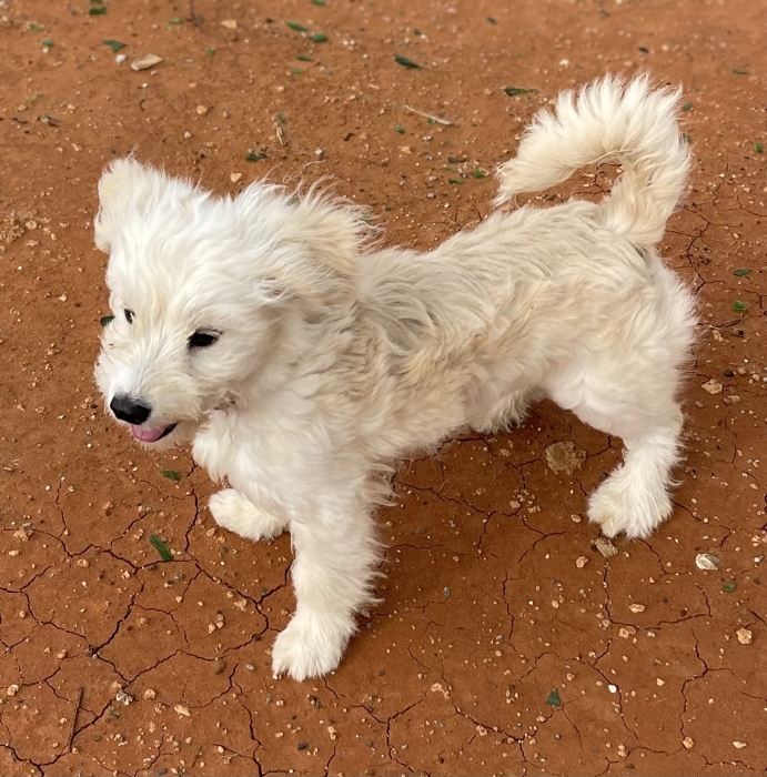 Caniche