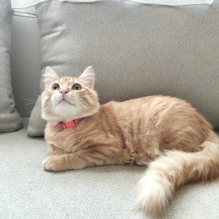Chat a adopter gratuitement
