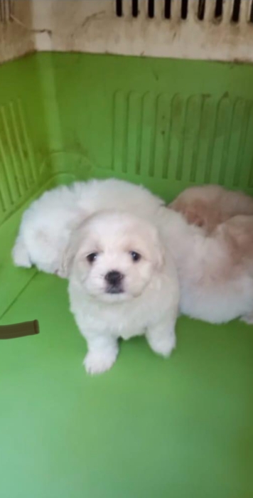 Bichon femelle