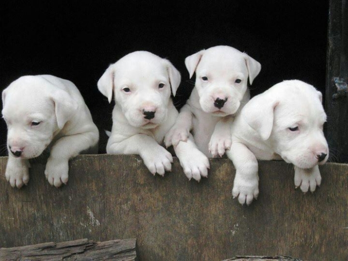 Dog argentin