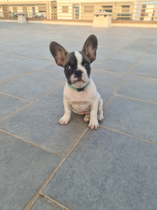 bouledogue francais