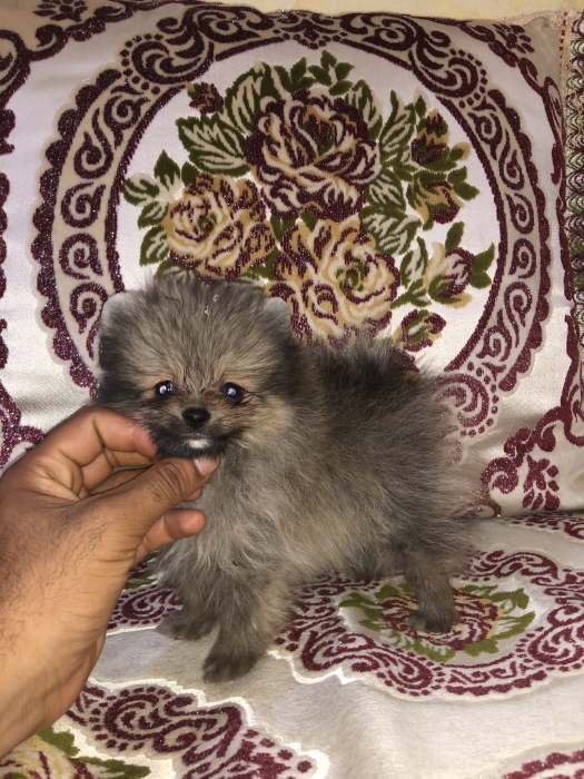 Pomeranian