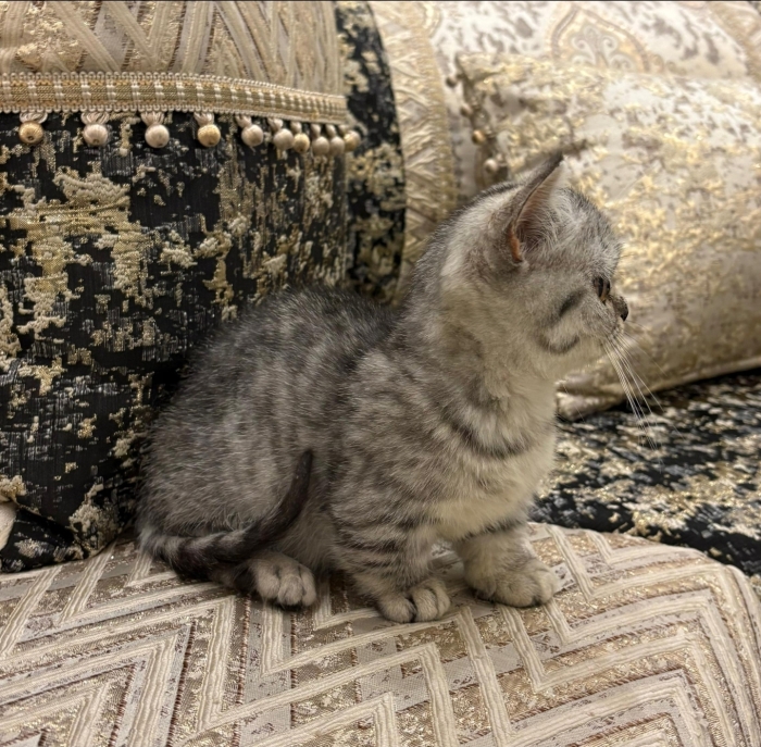 munchkin