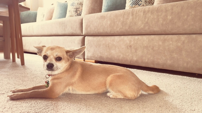 chihuahua femelle