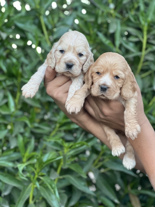 Chiot Cocker