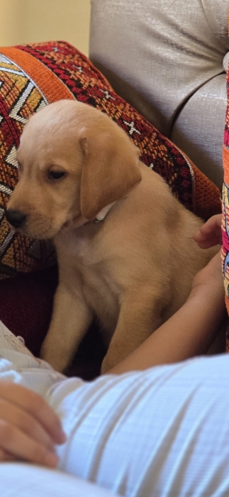 Labrador