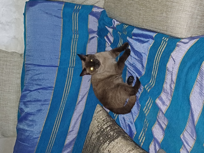 Siamois