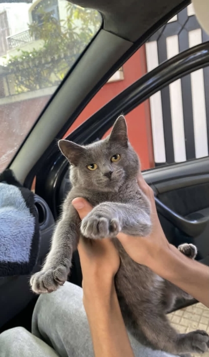 chartreux