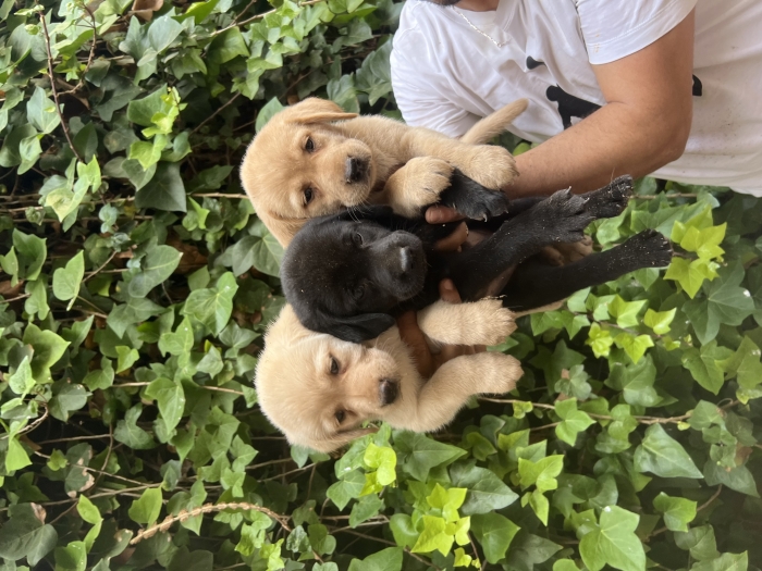 Labrador