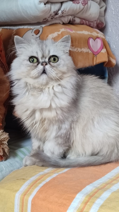 Femelle  persan chinchilla