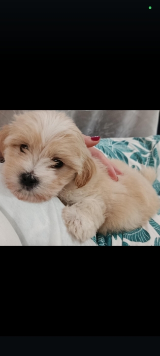 Bichon maltais