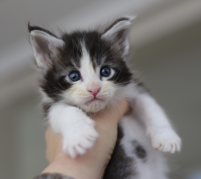 Male maine coon black and white pedigree